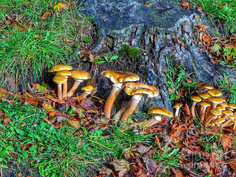 Autumn Mushrooms Photograph by Joan-Violet Stretch