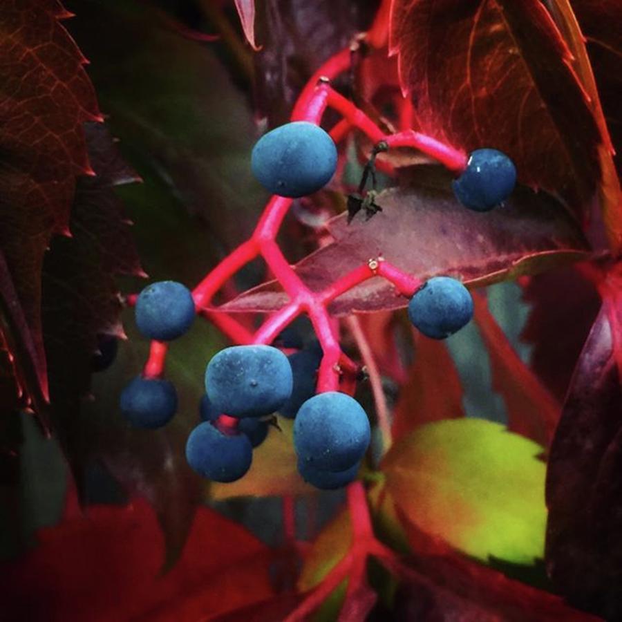 Fall Photograph - Autumn Mystery Berries Down The Street by Ginger Oppenheimer
