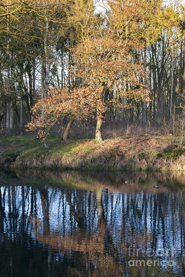 Tree Photograph - Autumn Nature In Holland by Compuinfoto 