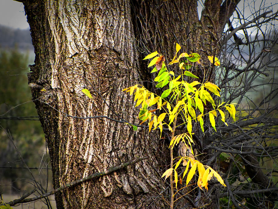 Autumn - nature photography Photograph by Ann Powell