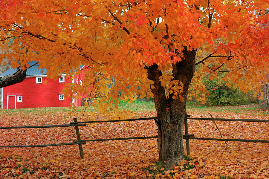 Autumn near New Germany, Nova Scotia Photograph by Gary Corbett