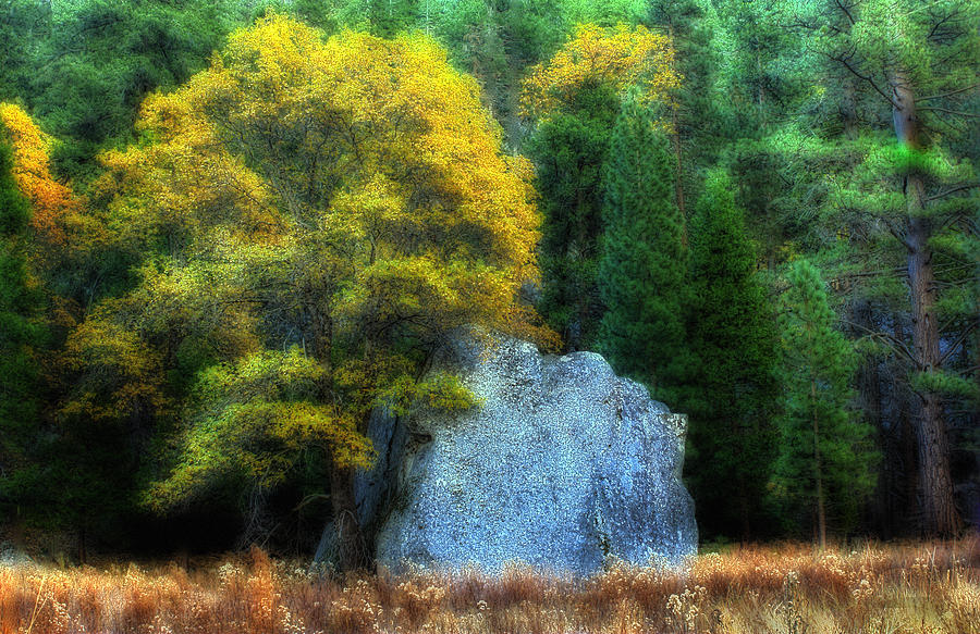 Autumn Oak and Rock Photograph by Floyd Hopper