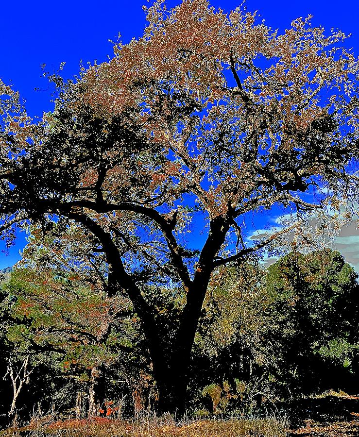 Autumn Oak At Bear Creek Photograph