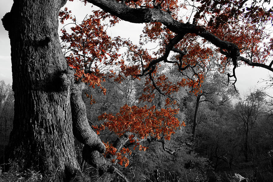 Autumn Oak Photograph by Dylan Punke