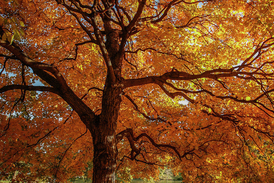 Autumn Oak in Forest Park Photograph by Garry McMichael