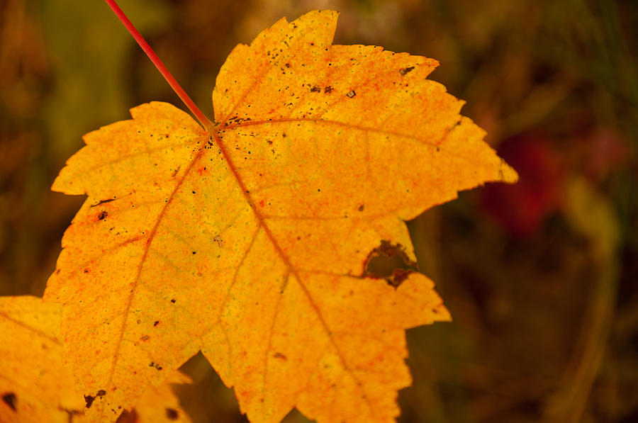 Autumn Oak Leaf Photograph by Brenda Jacobs