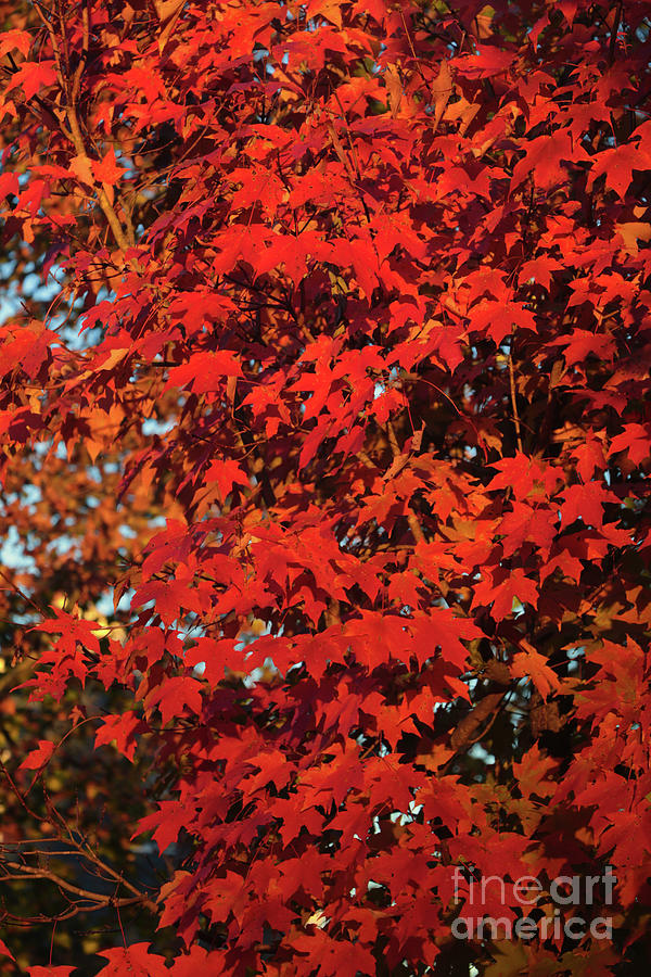 Autumn Oak Leaves Photograph by Thomas Marchessault
