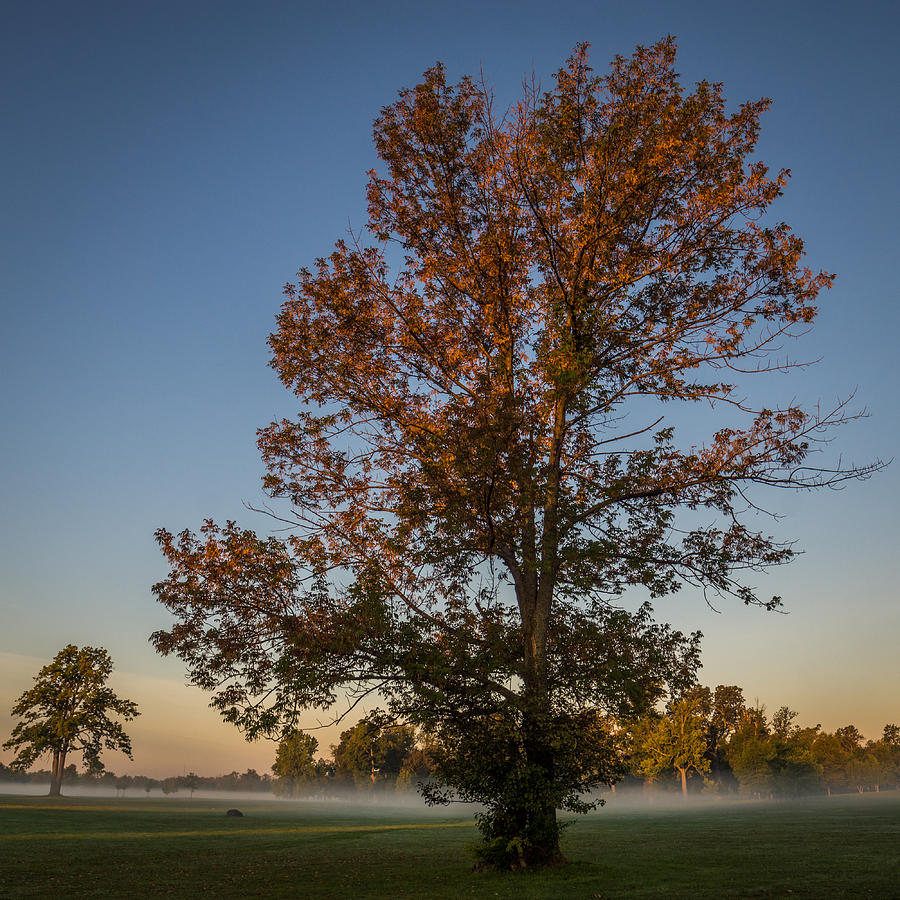 Autumn Oak on Misty Meadow Photograph by Chris Bordeleau
