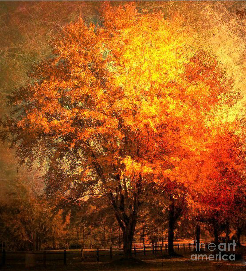 Autumn Oak Photograph by Snook R - Fine Art America