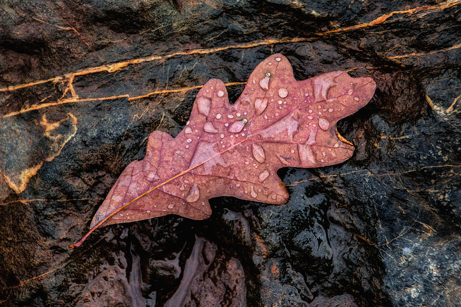 Autumn Oakleaf on Rock Photograph by Tom Mc Nemar