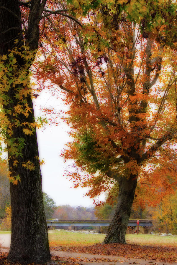 Autumn Oaks - Fall Landscape Photograph by Barry Jones
