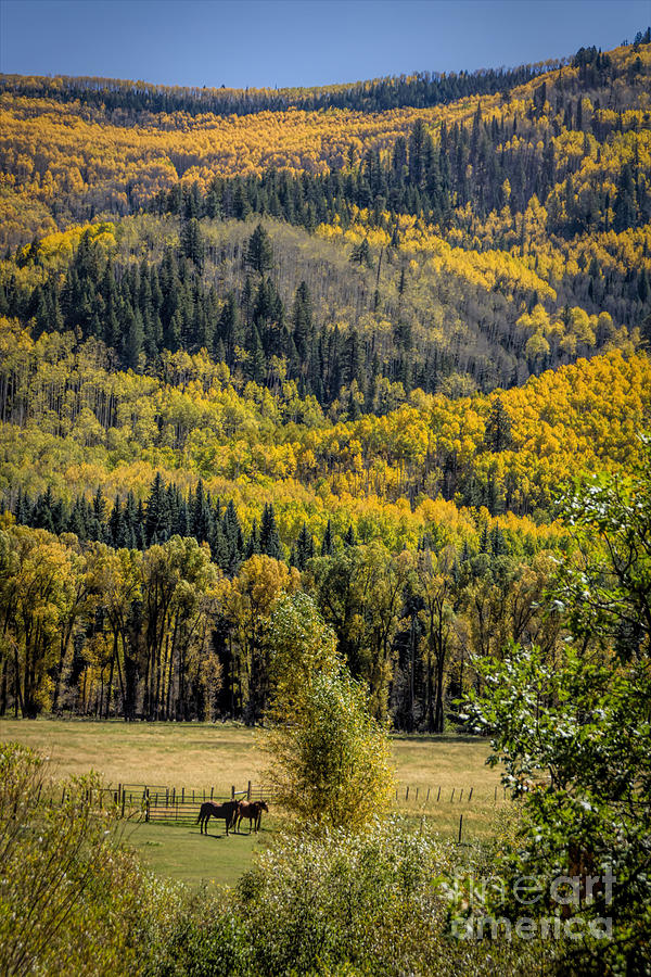 Autumn On A Colorado Range Photograph by Janice Pariza
