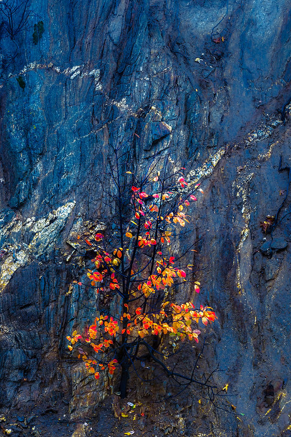 Autumn on a Rock Wall Photograph by Joseph Smith