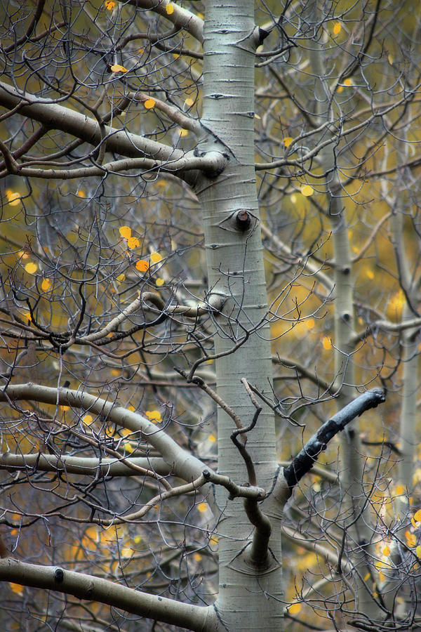 Autumn On My Mind Photograph by Ellen Heaverlo
