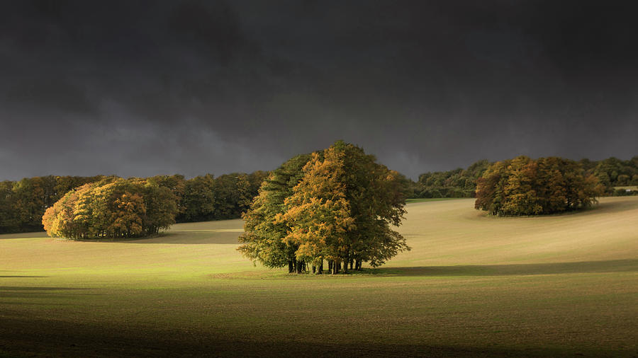 Tree Photograph - Autumn on th Downs by Ian Hufton