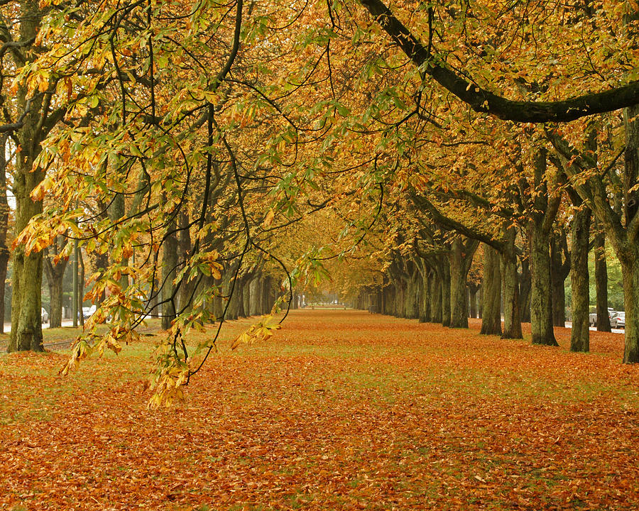 Autumn on the Avenue Photograph by Brandy Herren