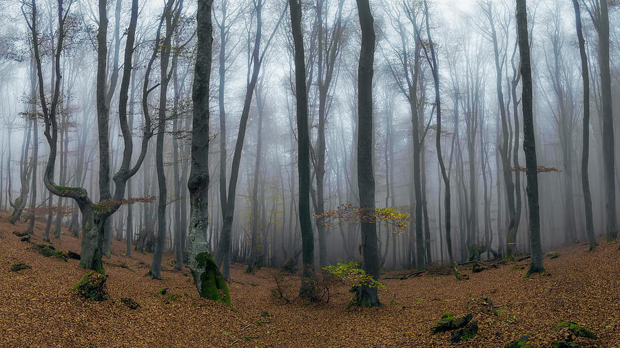 Autumn on the Balkans Photograph by Plamen Petkov