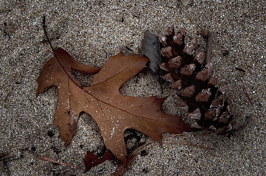 Autumn on the Beach 2 Photograph by Phyllis Meinke