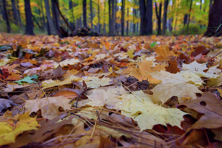Fall Photograph - Autumn On The Forest Floor by Rick Berk