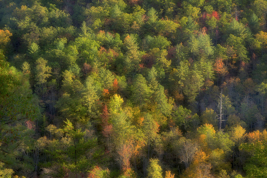 Autumn On The Mountainside  Photograph by Mike Eingle