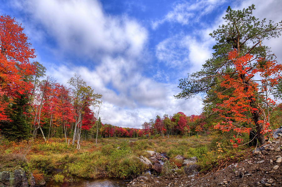 Autumn on the Stream Photograph by David Patterson
