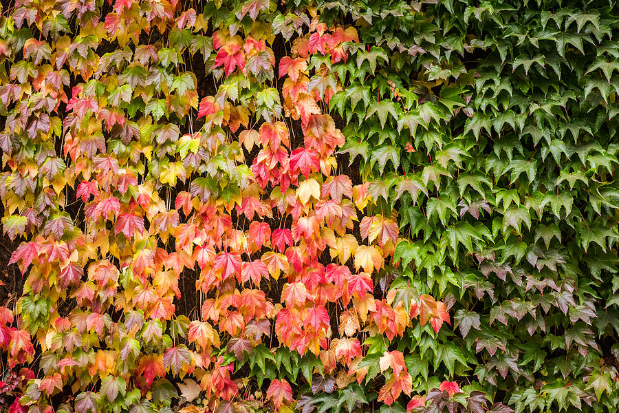 Autumn Onset 1 Photograph by Matt Malloy