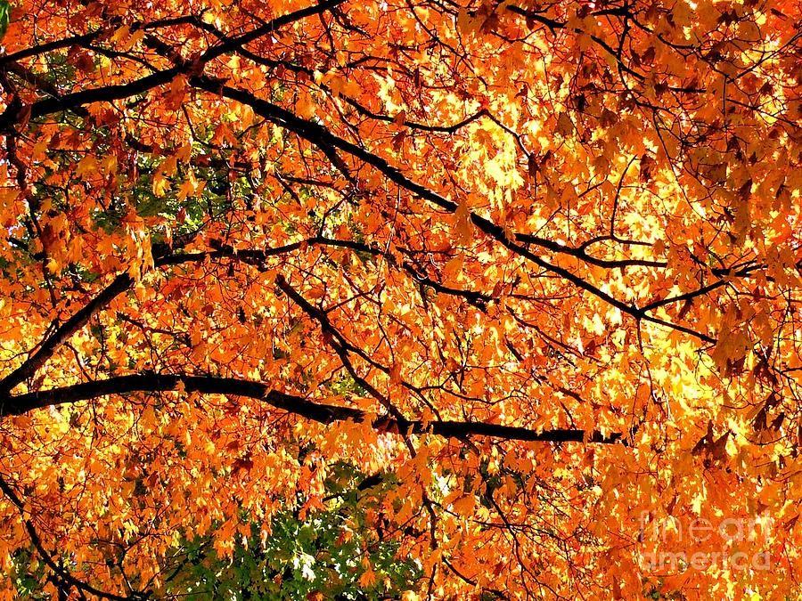 Autumn Orange And Black Photograph