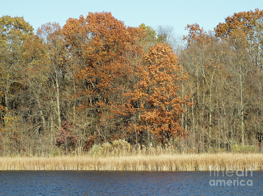 Autumn Orange Photograph by Ann Horn