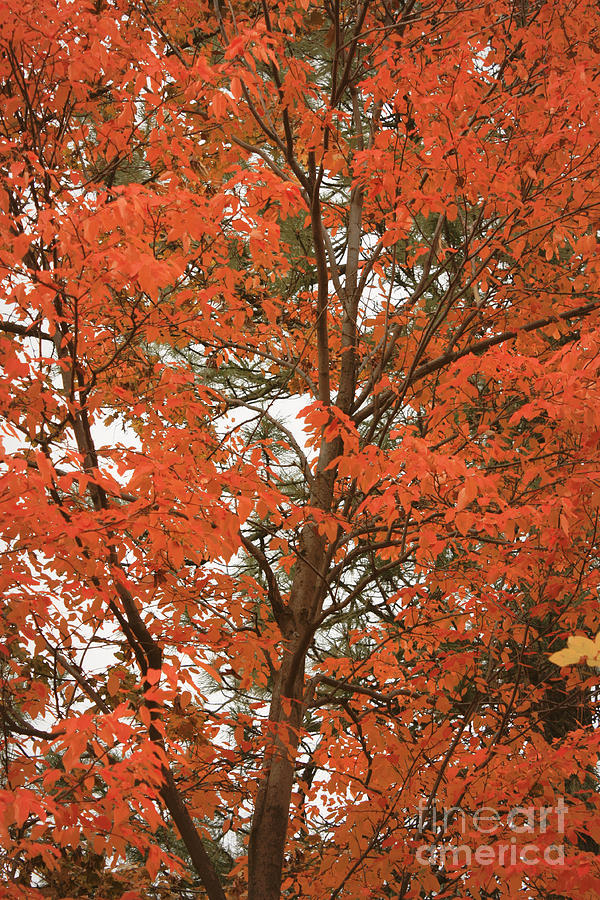 Autumn Orange - Digital Photograph by Carol Groenen