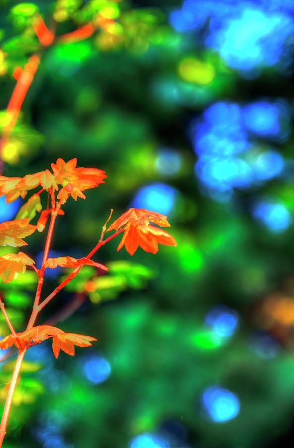 Autumn Orange Photograph by Jerry Sodorff