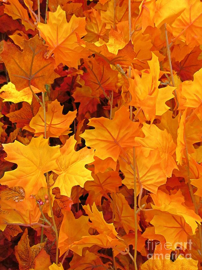 Fall Photograph - Autumn Orange by John Malone