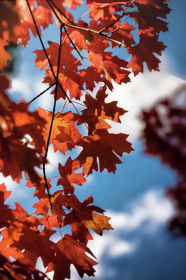 Autumn Orange  Photograph by Saija Lehtonen