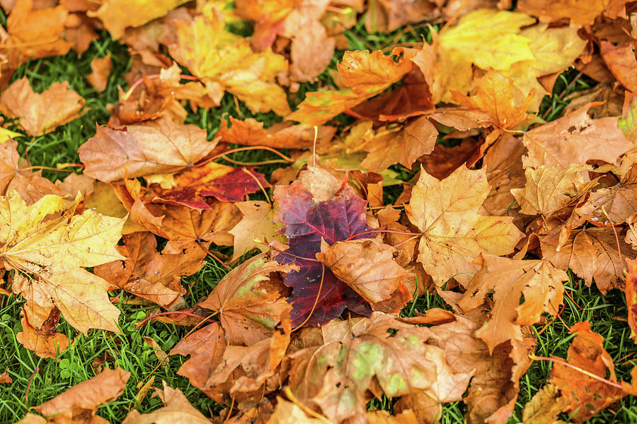 Autumn Orange splattered on the grass Photograph by Zahra Majid - Fine ...