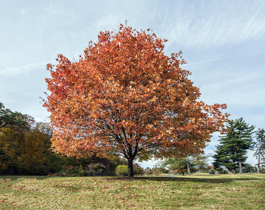 Autumn Orange Splendor Photograph by William Bitman
