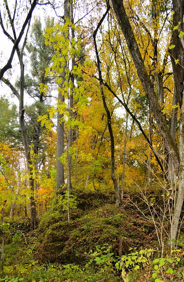 Autumn Outcrop Photograph by Bonfire Photography