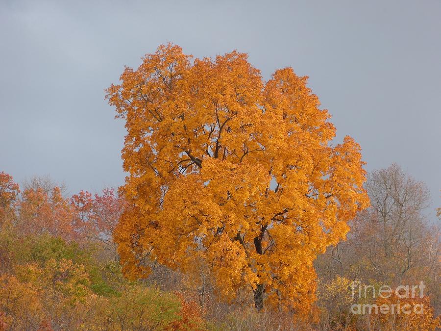 Autumn over Prettyboy Photograph by Donald C Morgan