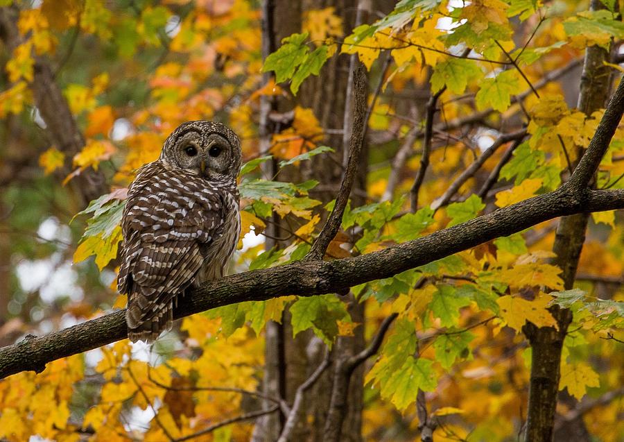 Autumn Owl Photograph by Kevin Craft