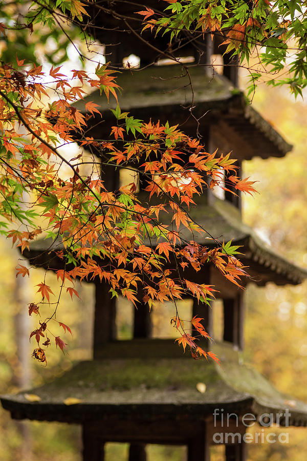 Autumn Pagoda Photograph by Mike Reid