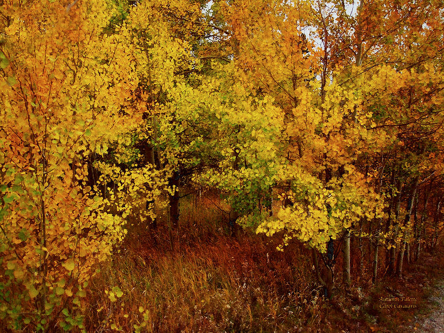 Autumn Palette Mixed Media by Carol Cavalaris