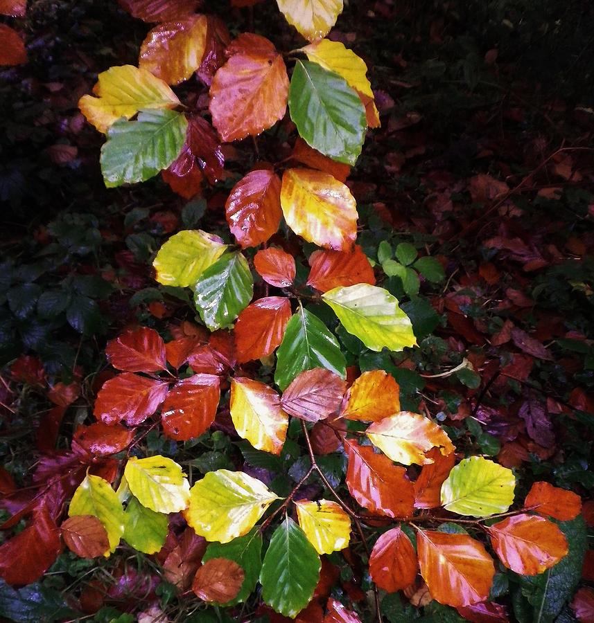 Autumn Palette Photograph by Richard Brookes