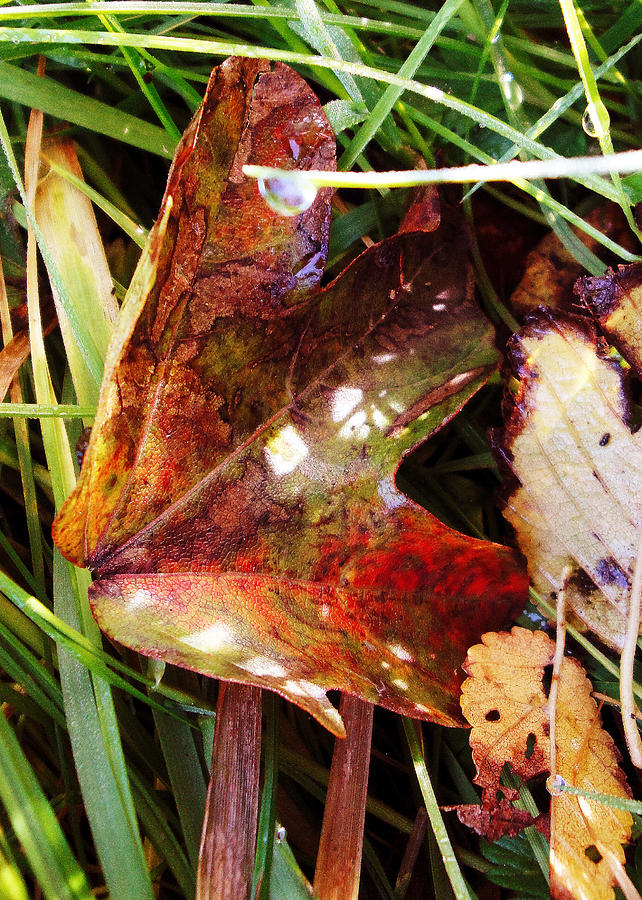 Autumn palette Photograph by Susan Baker