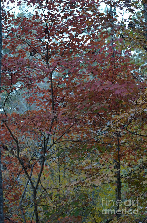 Autumn Pallette at Dusk Photograph by Maria Urso