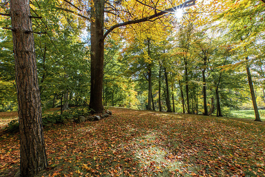 Autumn Park  Photograph by John McGraw