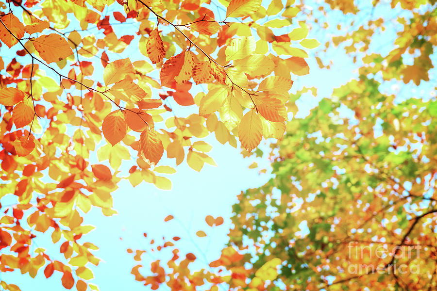 Autumn Park Leaves Photograph by Anastasy Yarmolovich