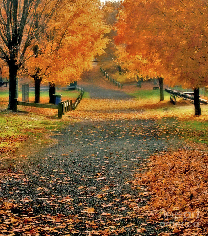 Autumn Park Photograph by Raymond Earley