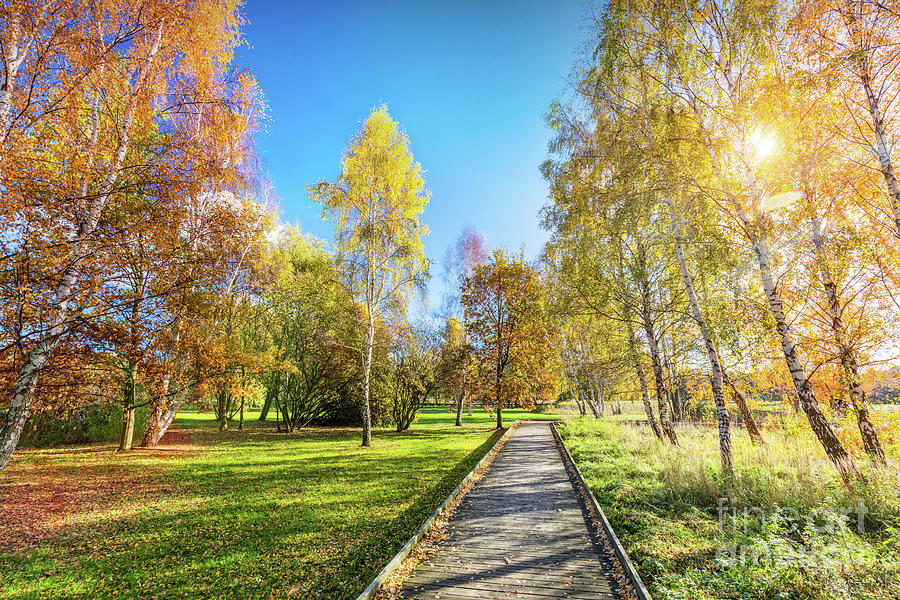 Autumn park with colorful trees, falling leaves on a sunny day. Photograph by Michal Bednarek