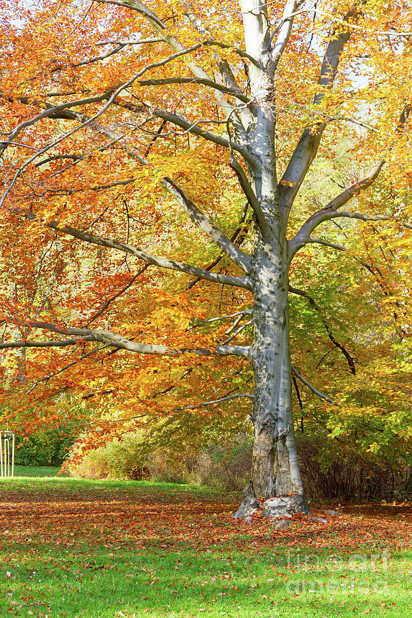 Autumn Park with Tree Photograph by Anastasy Yarmolovich