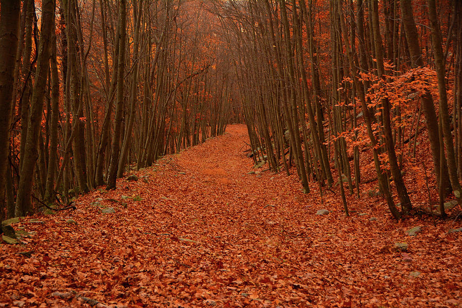 Autumn Passage Photograph by Raymond Salani III
