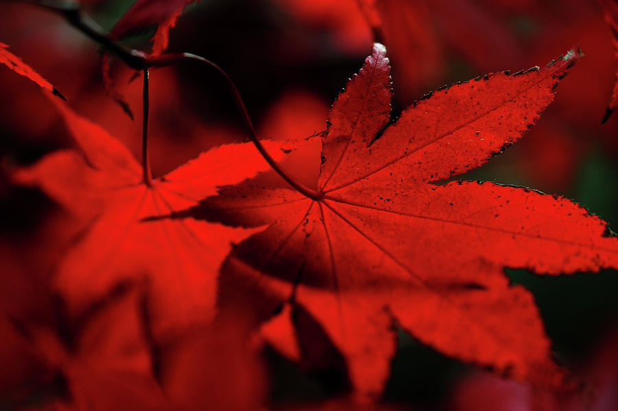 Autumn Passion. Japanese Maple Leaves 3 Photograph by Jenny Rainbow