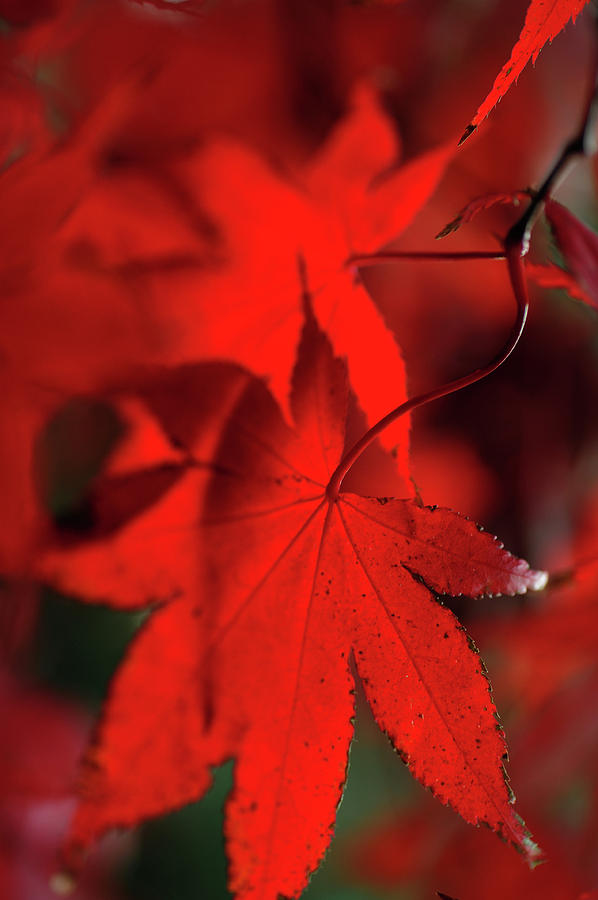 Autumn Passion. Japanese Maple Leaves Photograph by Jenny Rainbow